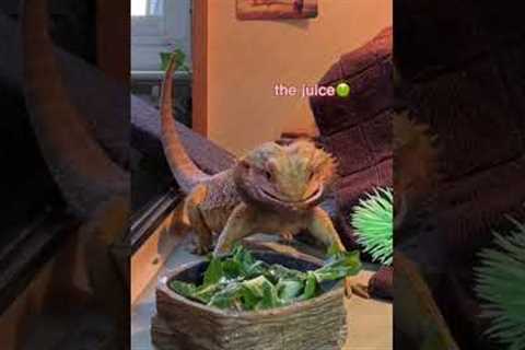 watch me feed my bearded dragon🦎🪱 #shorts #beardeddragon