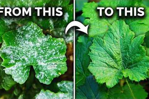 The TRUTH About Using Hydrogen Peroxide In Your Garden