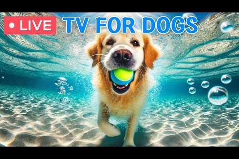 🔴 24 Hours of Dog TV🎵Videos for Dogs to Prevent Boredom🐶🩷Dog Separation Anxiety Music for..