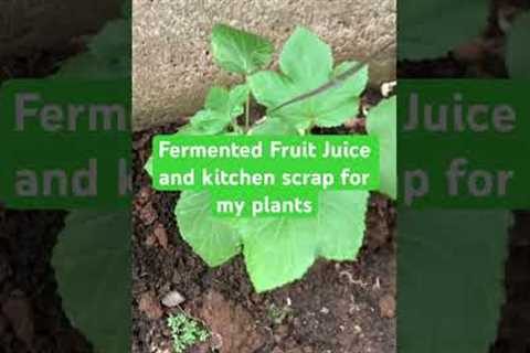 Fermented fruit juice and kitchen scraps for my plants #tinyhouse #countryhome #organicgardening