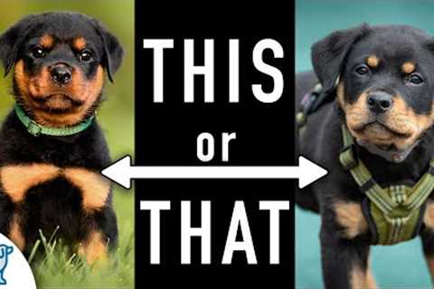 28 Puppy Training Tips In 8 Minutes
