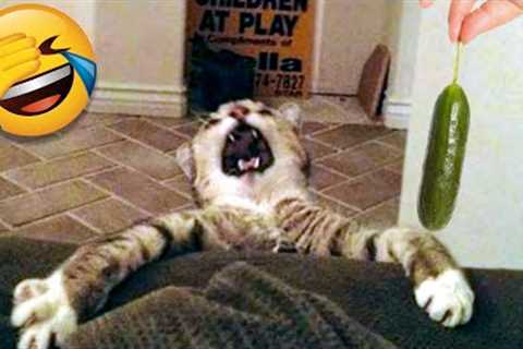 Funny Cat Scares Of Ordinary Things - Cute And Funny Cat Reactions