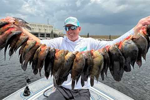INVASIVE FISH are TAKING OVER (Catch Clean &amp; Cook)