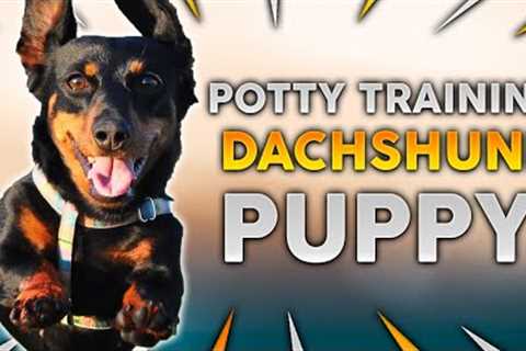DACHSHUND PUPPY TRAINING! How To Potty Train Your Dachshund Puppy!