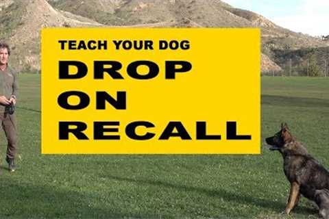 Teach Your Dog DROP on RECALL - Dog Obedience Training - Robert Cabral Dog Training Video