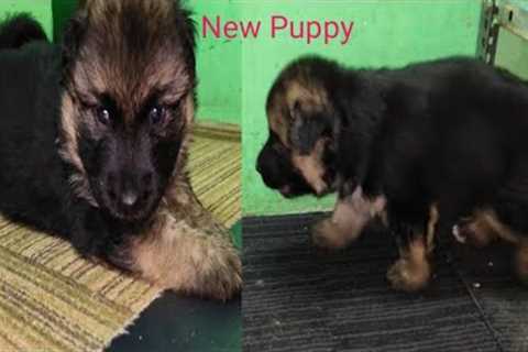 The perfect dog doesn't exist... | German Shepherd Puppy