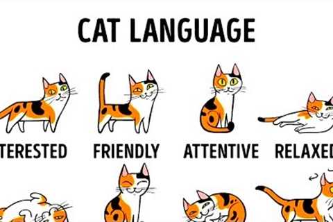 HOW TO UNDERSTAND YOUR CAT BETTER