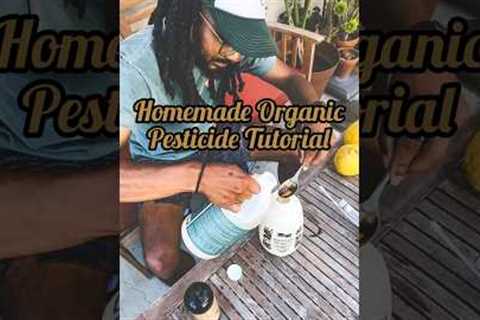 #diy organic pesticide for indoor/outdoor plants [TUTORIAL] #plantcare #pestcontrol #planthacks