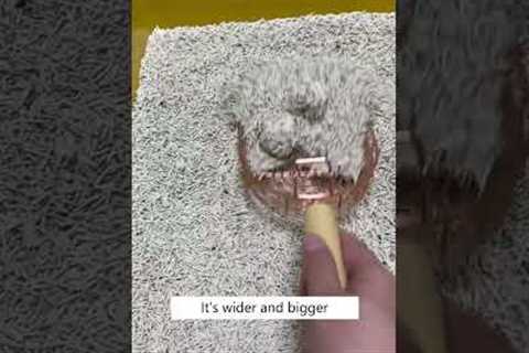 Stop Wasting Cat Litter! 😾💫