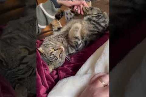 6 Signs Your Cat ACTUALLY Likes Living With You