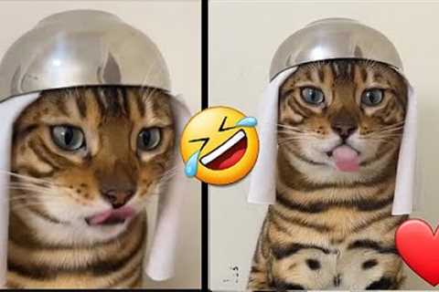 This is Why Everyone Loves Cats New Funny Animals cat videos  2024