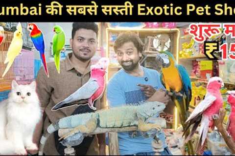 Exotic Pet Wholesale Market in Mumbai | Animals | Birds Cats &amp;  More | Crawford Market Se Sasta