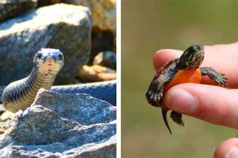 I Tried Everything to Find Reptiles