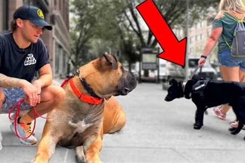 Testing My Puppy's Training Downtown In Reality! Why Your Dog Doesn't Listen Outside