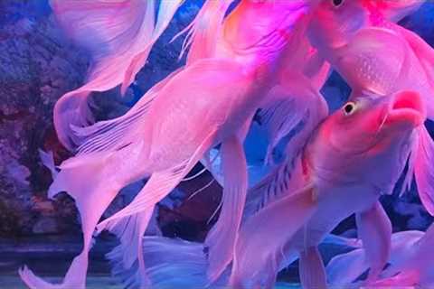 RELAXING WATER SOUND | THE BEAUTIFUL OF FISH IN THE AQUARIUM, COLOUR FISH