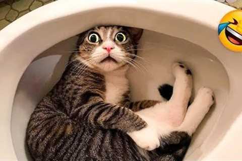 FUNNY ANIMALS CATS AND DOGS 2024😂😍