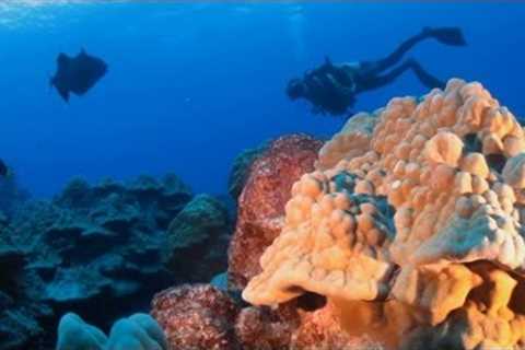 Scuba Diving Rarotonga The Cook Islands Travel Video