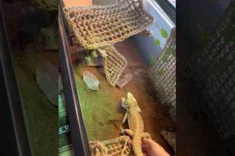 Setting up a bearded dragon enclosure! #shorts#reptilelover#beardeddragon