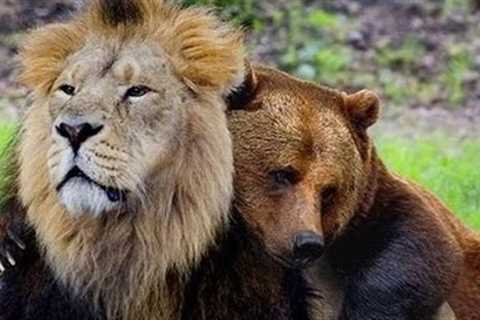 Unbelievable Unlikely Animal Friendships Compilation 2017