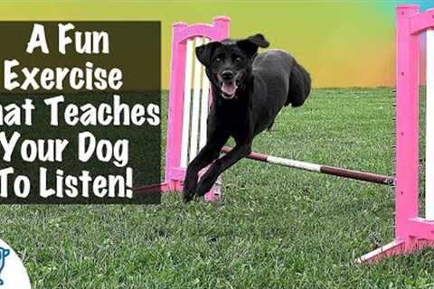 How To Teach A Dog To Jump - Professional Dog Training Tips