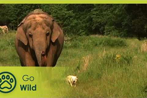 Unlikely Animal Friends - Go Wild