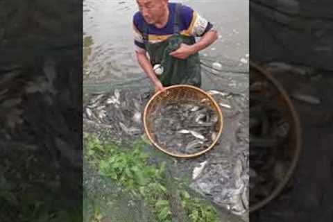 bass fishing tips, bass fishing tips and techniques, fishing, Fishing tips with Phann Phuy Fishing