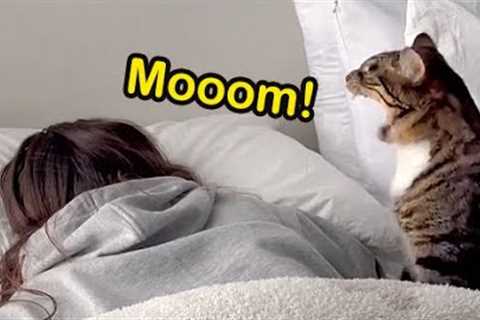 These Cats Speak English Better Than Hooman Best So Far