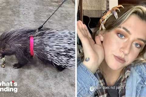 TikTok Users Show Off Their Weird And Exotic Pets Online