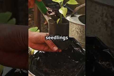Grow Your Own Chili Peppers at Home! #youtubeshorts #garderningtips #garden #gardeningideas #chilli