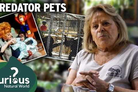 When Cute Goes Wrong: The Brutal Truth About Chimpanzee Pets | Predator Pets