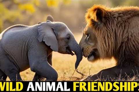 Exploring Unbelievable Animal Friendships: Heartwarming Bonds