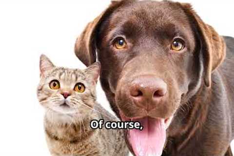 Adorable Dog and Cat Best Friends: Unlikely Animal Friendships