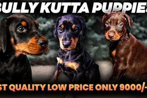 Only 9000/-Rs Doberman Puppies for sale l Price