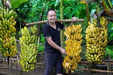 7 Years Living Off-Grid, Growing bananas, harvesting bananas and how to preserve them for long time