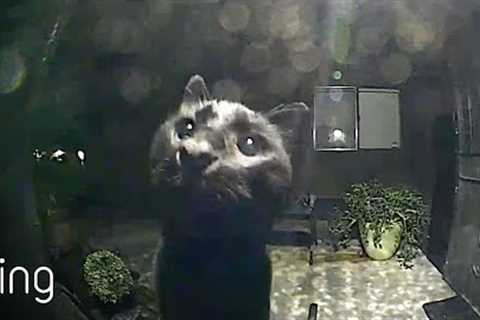 No Superstition Here! Neighborhood Cat Comes By To Say Hello Via Ring Video Doorbell | RingTV
