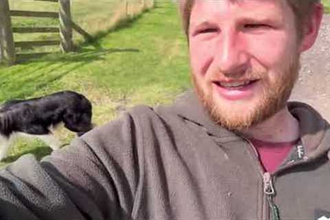 The best dog training tip I can give
