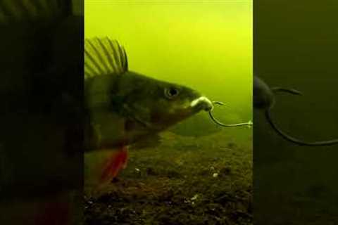 Smartest fish in the world. #shorts #fishing #new