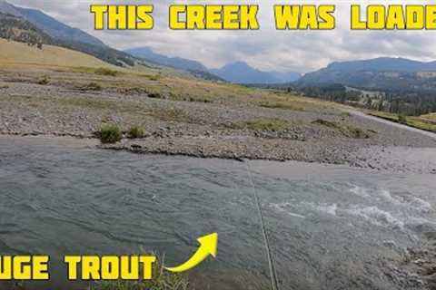 This Creek was FULL OF TROUT and They Were HUGE! - Fly Fishing Soda Butte Creek - Yellowstone NP