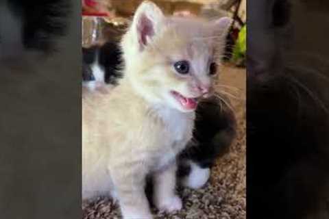 Kitten meows. (Play this to make your cat go crazy)