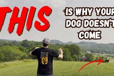 Dog Doesn't COME When Called? FIX It NOW!