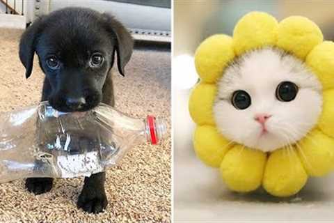 Funniest Animals 2024 😂 Best Funny Cats and Dogs 😻🐶 Part 30 | Cute Baby Dogs