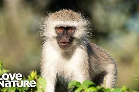This Monkey Is Obsessed With His Dog Friends | Oddest Animal Friendships