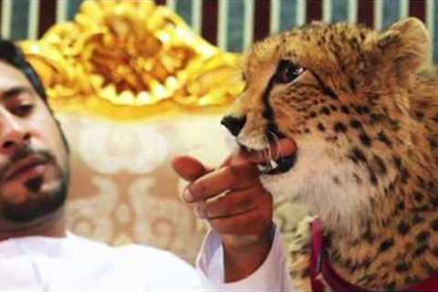 Dubai Exotic Pets Video Compilation 2020