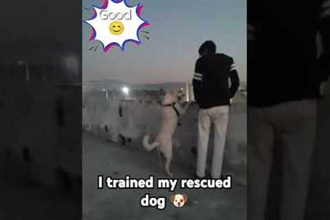 I trained my rescued stray dog😍🐶 #cute #dog #viral #shorts #viralshorts #trendingshorts #ytshorts