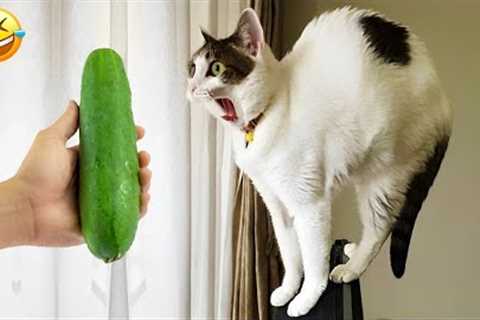 Prepare to laugh to die with these funny animals 😂