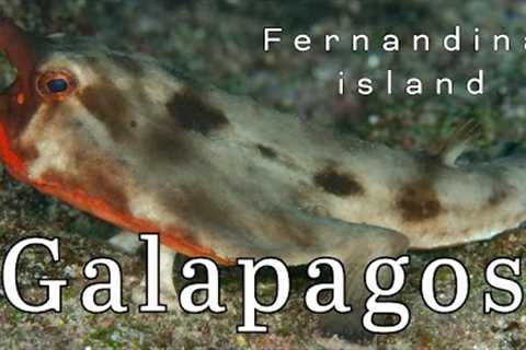 The Galapagos, Scuba Diving Cape Douglas, Fernandina Island