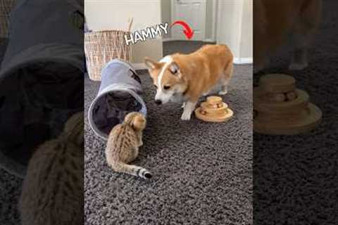 Introducing a new kitten to dogs!
