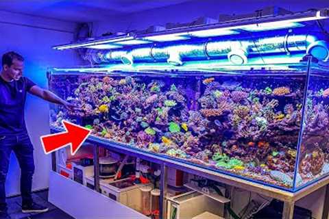 Most Beautiful Private Reef Tanks! **400 GALLON**