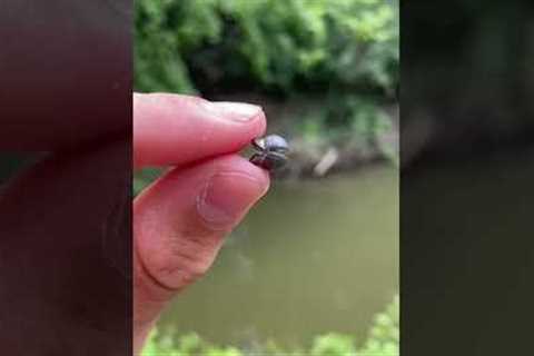 The EASIEST Way to Catch Catfish! #shorts