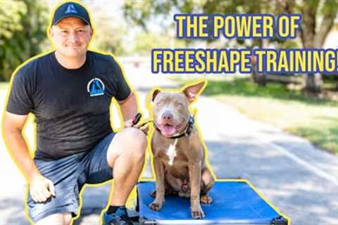 Pitbull Dog Training - How to Free Shape Train Place &amp; Stay Command
